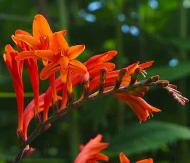 Crocosmia ( Orange ) x10 Bulb-Tuber