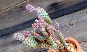 Opuntia microdasys (rufida) Cinnamon 10 seeds  Cacti