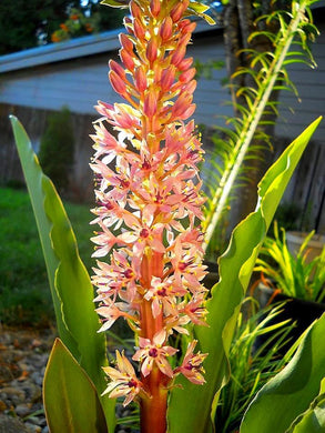 Eucomis ( Orange Fruit ) x1 Bulb-Tuber