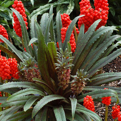 Eucomis ( Day By Day ) x1 Bulb-Tuber