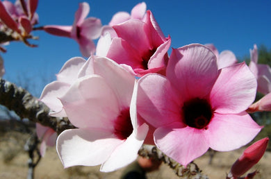 Adenium boehmianum (5 Seeds) Caudex Namibia .