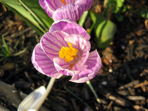 Crocus ( Kiss Me ) x10 Bulb-Tuber