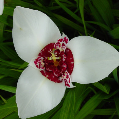 Tigridia ( White Exit ) x3 Bulb-Tuber