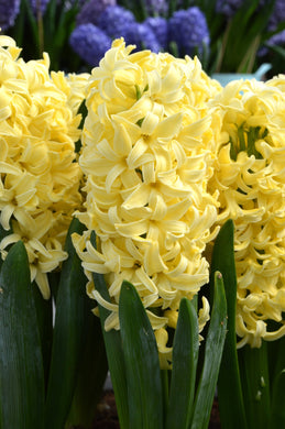 Hyacinth ( Yellow ) x3 Bulb-Tuber