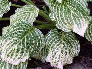 Hosta ( White Strips ) x1 Bulb-Tuber