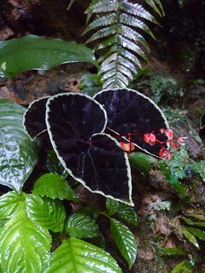 Begonia ( Dragon Scale ) x2 Bulb-Tuber