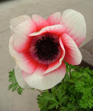 Anemone ( Open Heart ) x4 Bulb-Tuber