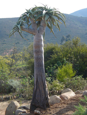 Aloe pillansii (10 Seeds) Caudex Namibia