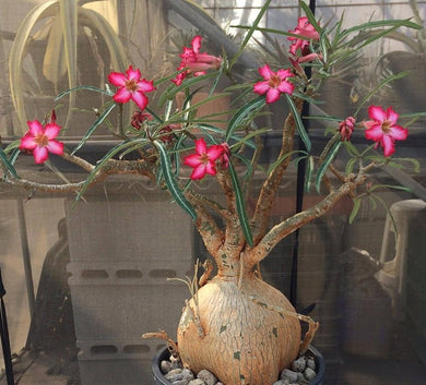 Adenium Nova Tanzania 5 Seeds Caudex