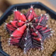 Load image into Gallery viewer, Gymnocalycium Mihanovichii (10 Seeds) Cacti