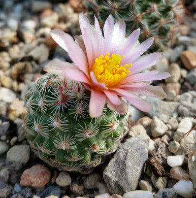 Pediocactus simpsonii (20 Seeds) Cacti