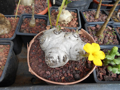 Pachypodium brevicaule (10 Seeds) Caudex Madagascar