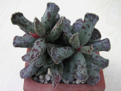 Adromischus festivus (10 Seeds) South Africa