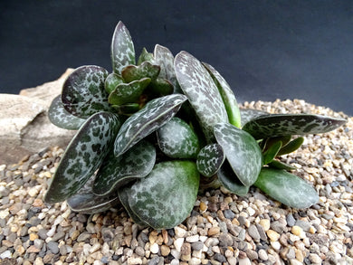 Adromischus maculatus (20 Seeds) South Africa