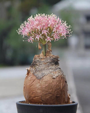 Boophone haemanthoides (7 Seeds) Caudex