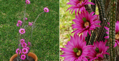 Echinocereus poselgeri (8 Seeds) Cacti