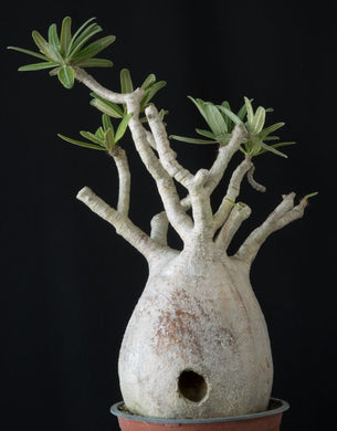 Pachypodium gracilius (5 Seeds) Caudex Madagascar