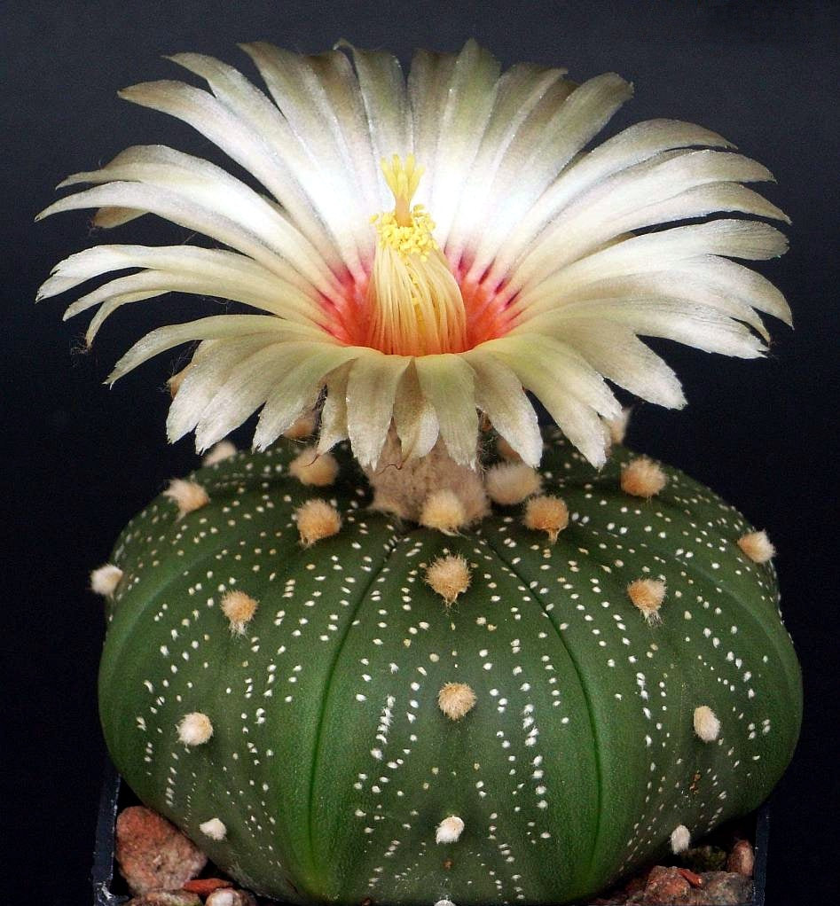 Astrophytum asterias (20 Seeds) Cacti Mexico