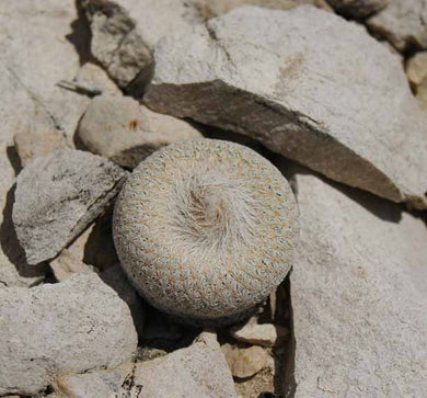 Epithelantha bokei (8 Seeds) Cacti