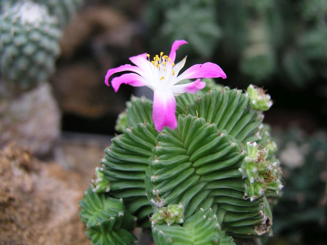 Aztekium valdezii (15 Seeds) Cacti Mexico