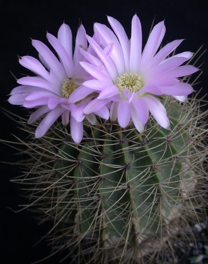 Acanthocalycium spiniflorum (100 Seeds) Cacti Argentina