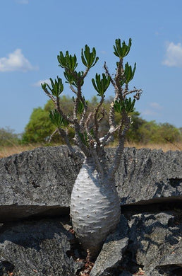 Pachypodium ambongense (7 Seeds) Caudex Madagascar