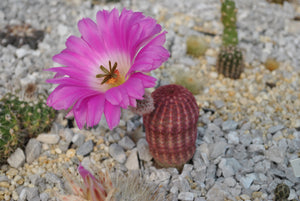 Echinocereus Rigidissimus Rubrispinus (30 Seeds) Cacti