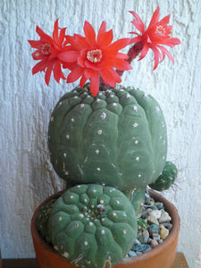 Matucana madisoniorum (25 Seeds) Cacti