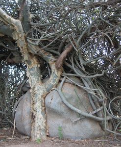 Adenia globosa 10 Seeds Caudex アデニア Tanzania