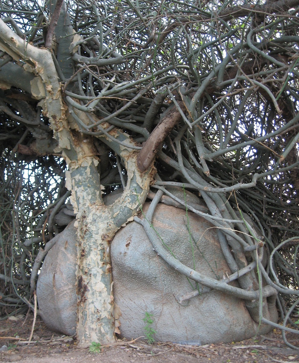 Adenia globosa 10 Seeds Caudex アデニア Tanzania