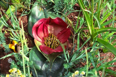 Androcymbium (3 Seeds)  South Africa