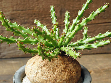 Euphorbia decidua (6 Seeds) Caudex