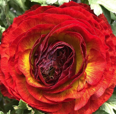 Ranunculus Minerva 5 Bulb-Tuber