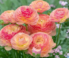 Load image into Gallery viewer, Ranunculus Carmelita 5 Bulb-Tuber