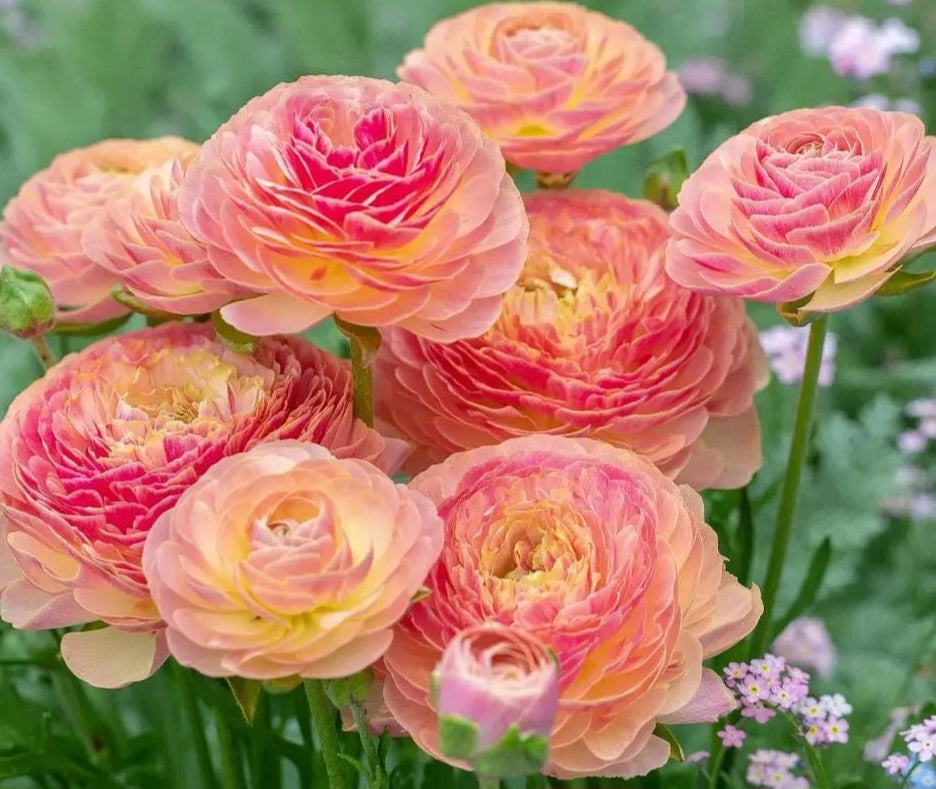 Ranunculus Carmelita 5 Bulb-Tuber