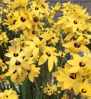 Ixia Yellow Emperor 5 Bulb-Tuber