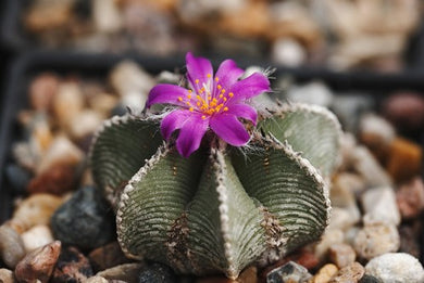 Aztekium hintonii 15 seeds Cacti