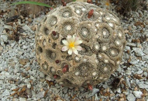 Blossfeldia lilliputian 10 seeds Cacti