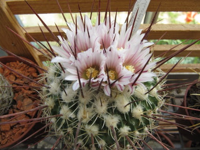 Stenocactus albatus 10 seeds Cacti