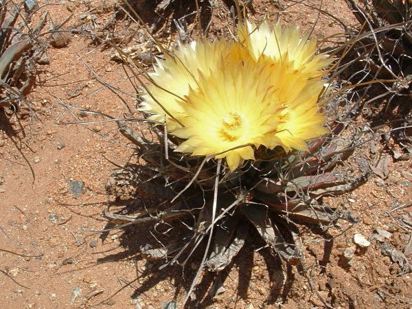 Leuchtenbergia principis 10 seeds Cacti