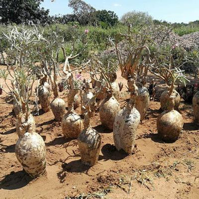 Adenium swazicum 5 Seeds Caudex South Africa