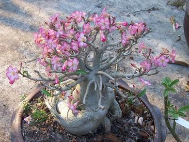 Adenium Socotranum (5 Seeds) Caudex Socotra