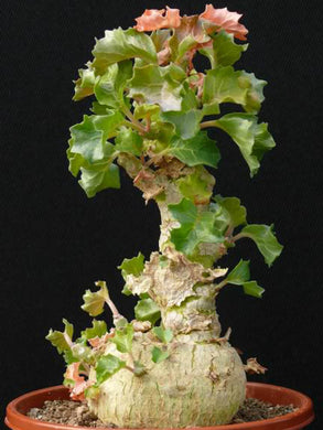 Dorstenia gypsophila (10 Seeds) Caudex  Somalia