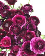 Load image into Gallery viewer, Ranunculus Viola 5 Bulb-Tuber