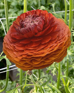 Ranunculus Chocholate 5 Bulb-Tuber