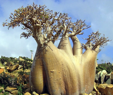 Adenium Yemen 5 Seeds Caudex Yemen