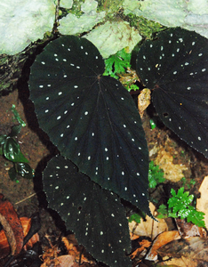 Begonia ( United Dark ) x2 Bulb-Tuber