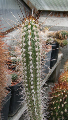 Eulychnia acida 15 seeds Cacti