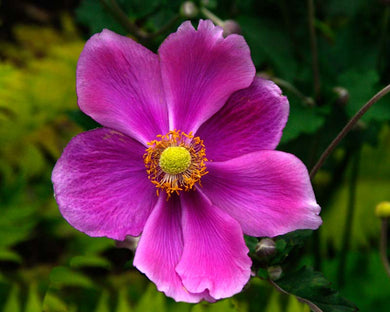 Anemone ( Comfort ) x4 Bulb-Tuber