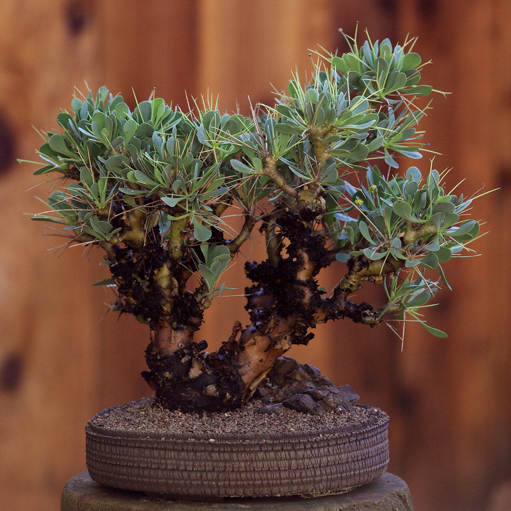 Othonna euphorbioides (5 Seeds) Cacti